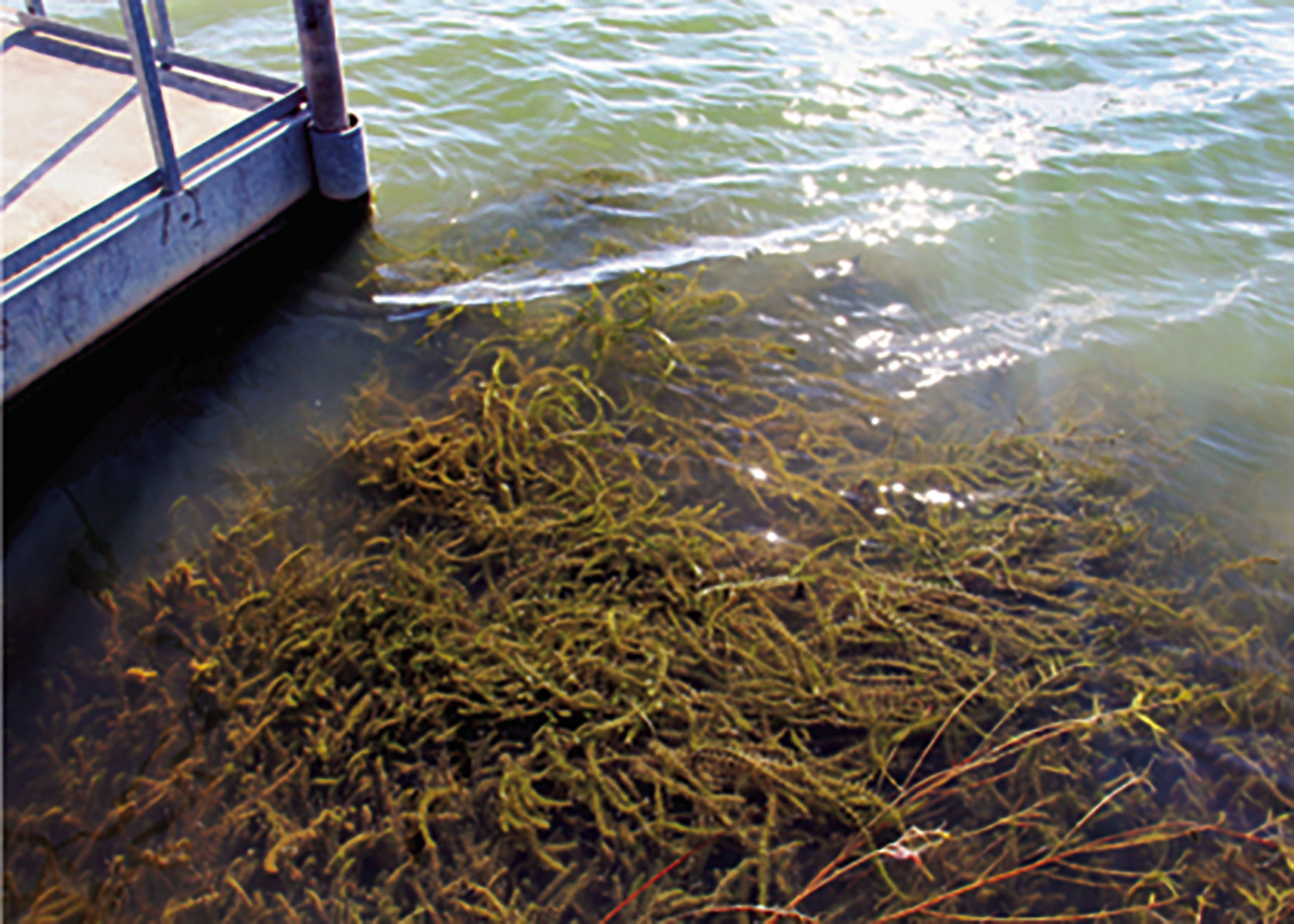 Invasive Hydrilla Plant Confirmed In Robert S. Kerr Reservoir - Eastern ...